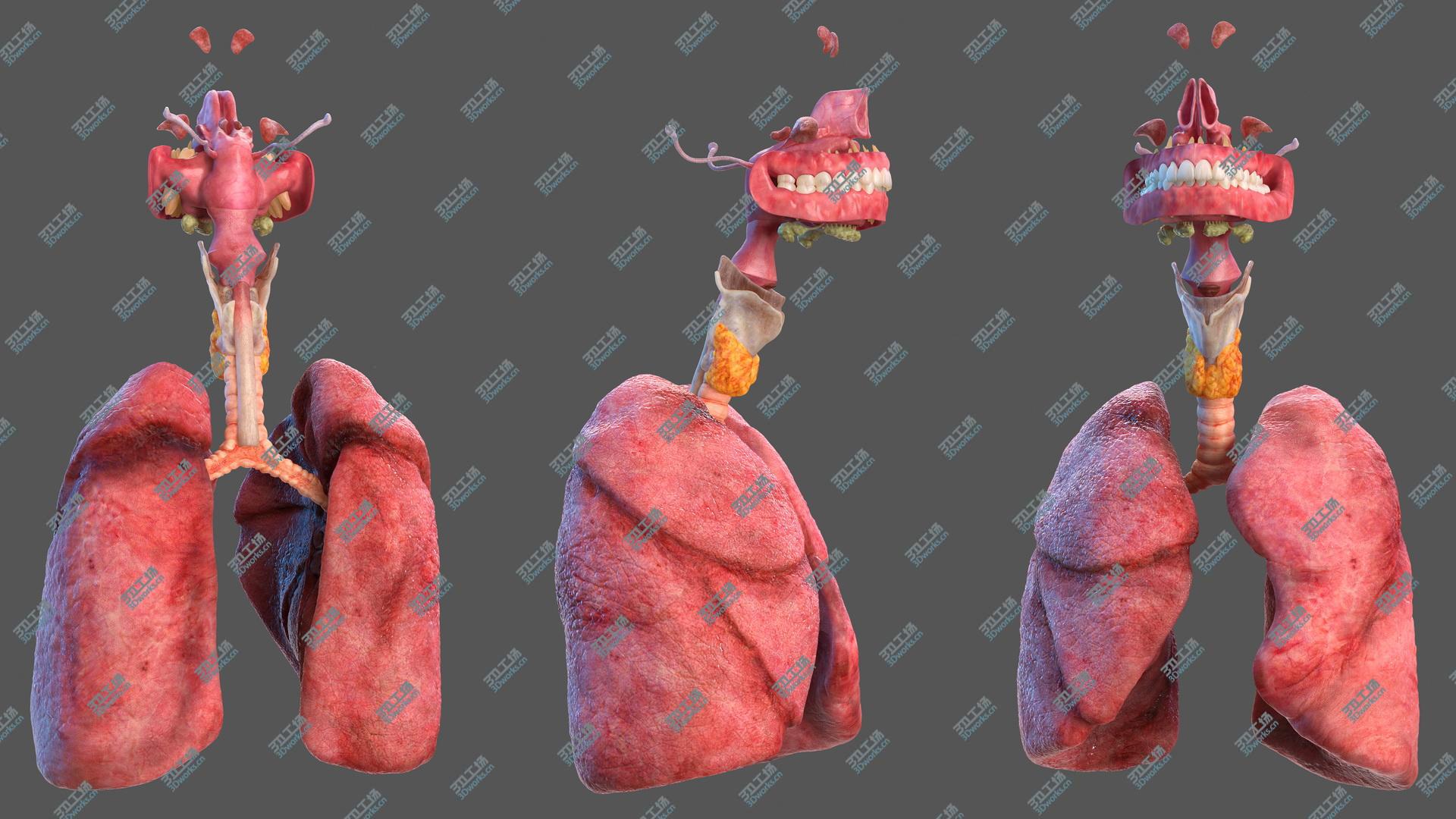 images/goods_img/20210319/3D Human Full Respiratory System/2.jpg